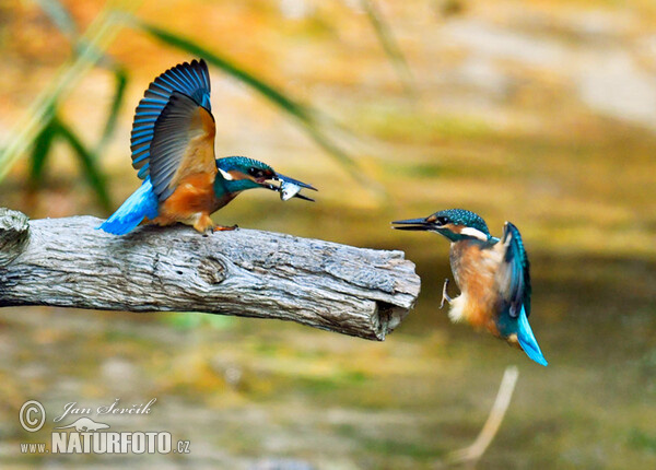 Eisvogel (Alcedo atthis)