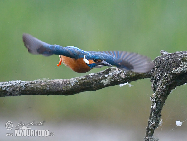 Eisvogel (Alcedo atthis)