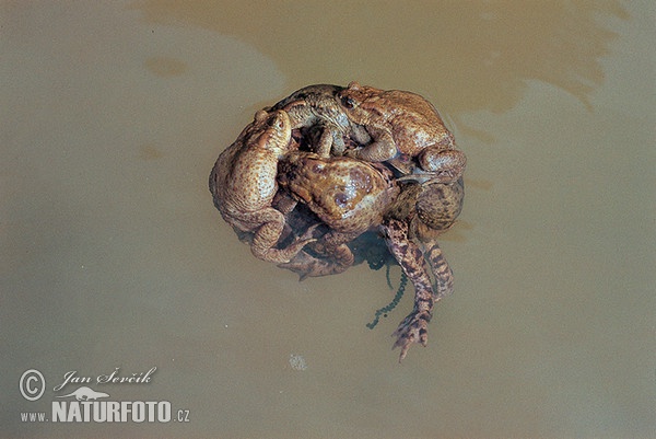 Erdkröte (Bufo bufo)