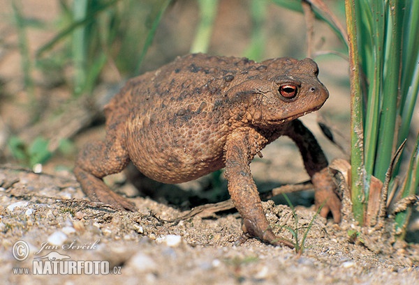 Erdkröte (Bufo bufo)