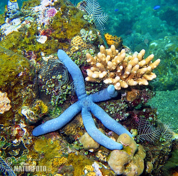 Erdstern (Linckia laevigata)