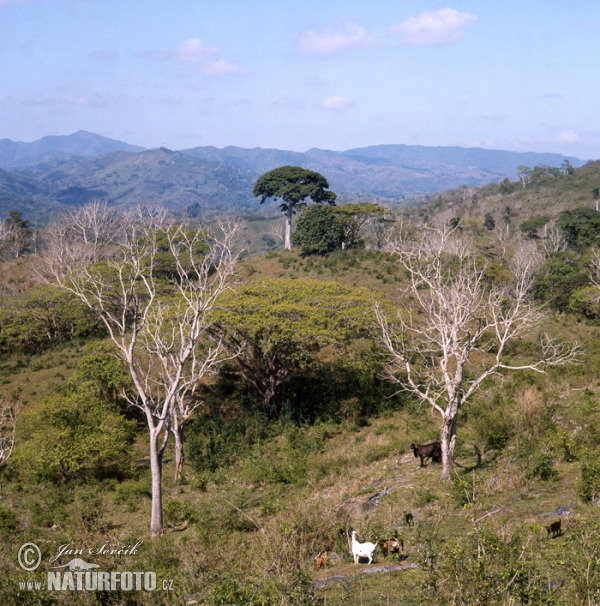 Escambray Gebirge (C)