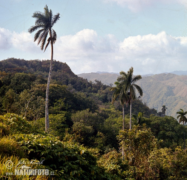 Escambray Gebirge (C)