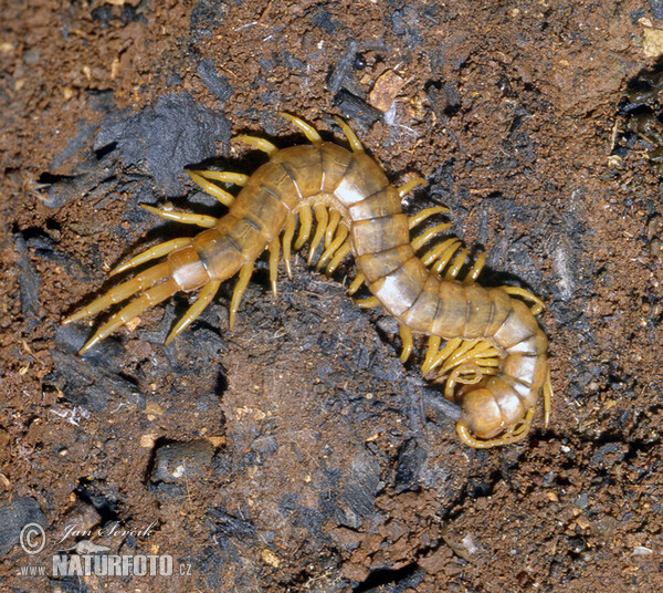 Europaische Riesenlaufer (Scolopendra cingulata)