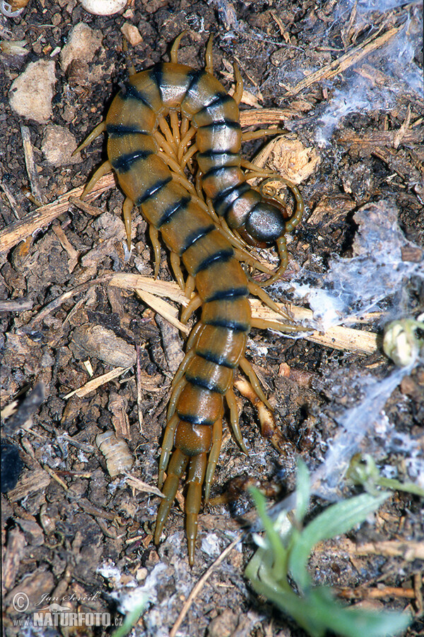 Europaische Riesenlaufer (Scolopendra cingulata)