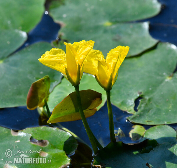 Europäische Seekanne (Nymphoides peltata)