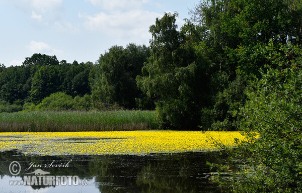 Europäische Seekanne (Nymphoides peltata)