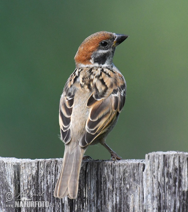 Feld Sperling (Passer montanus)