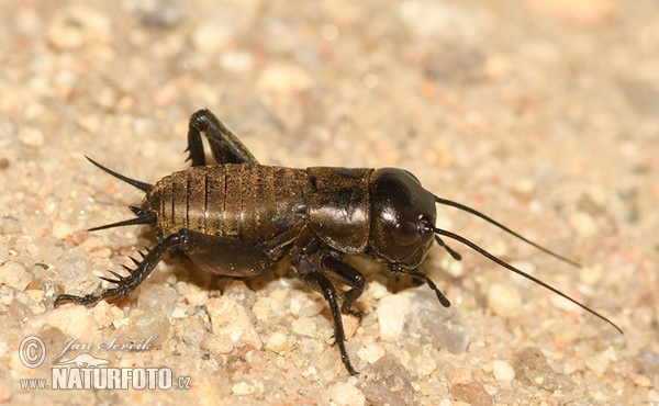 Feldgrille (Gryllus campestris)