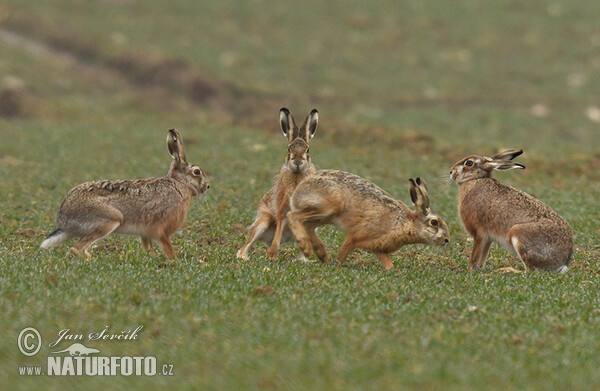 Feldhase (Lepus europaeus)