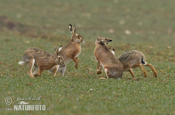 Feldhase (Lepus europaeus)