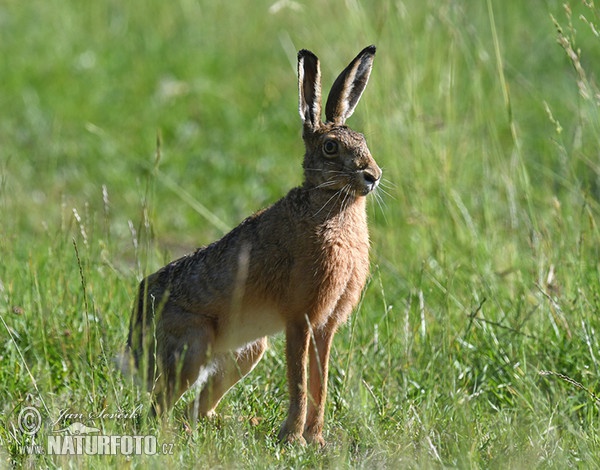 Feldhase (Lepus europaeus)