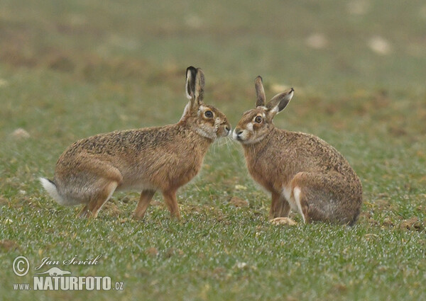 Feldhase (Lepus europaeus)