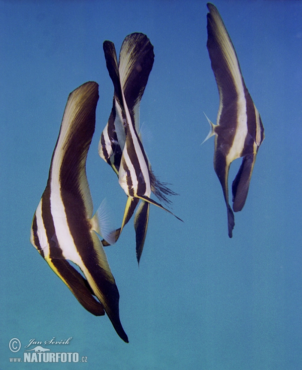 Fisch (Platax teira)