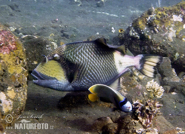 Fisch (Balistoides viridescens)