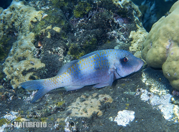 Fisch (Parupeneus bifasciatus)