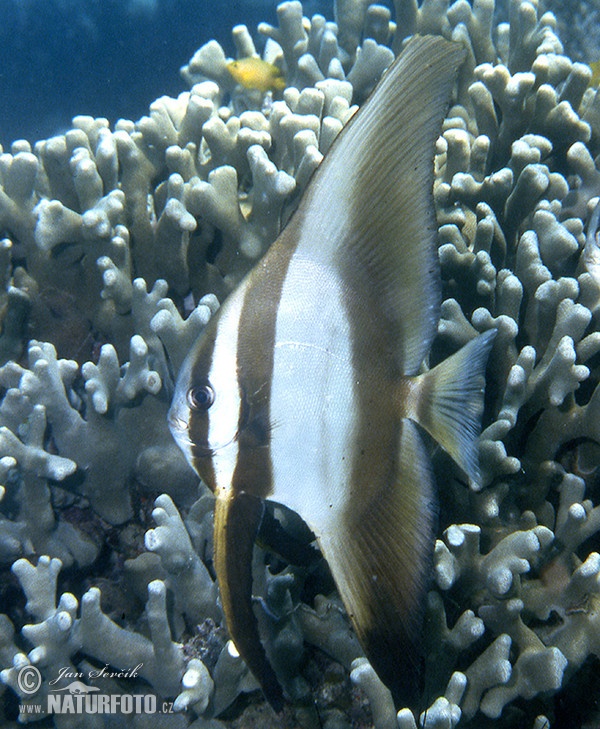 Fisch (Platax teira)