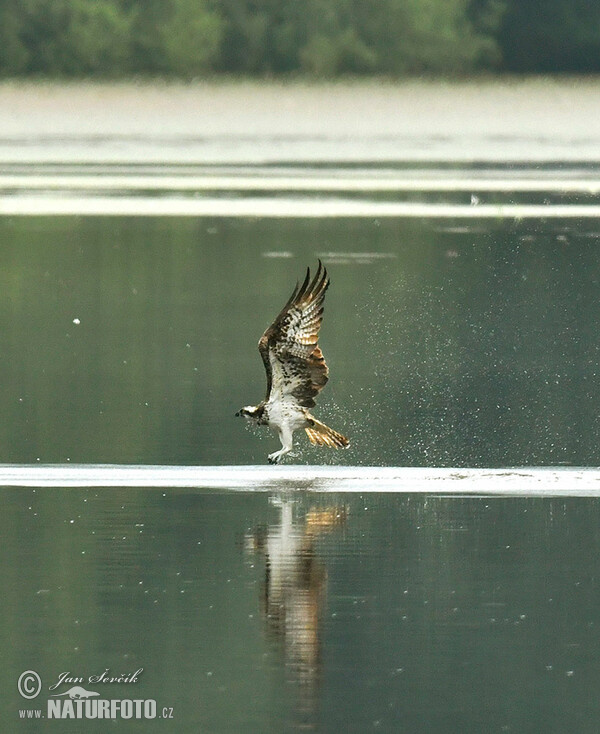 Fischadler (Pandion haliaetus)