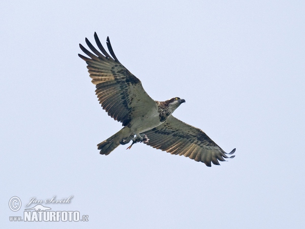 Fischadler (Pandion haliaetus)