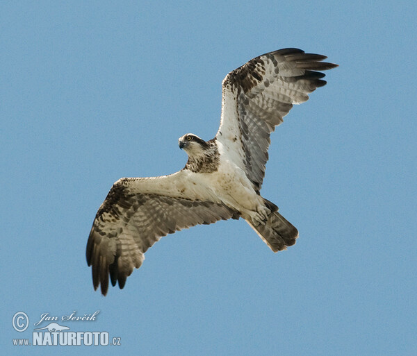 Fischadler (Pandion haliaetus)