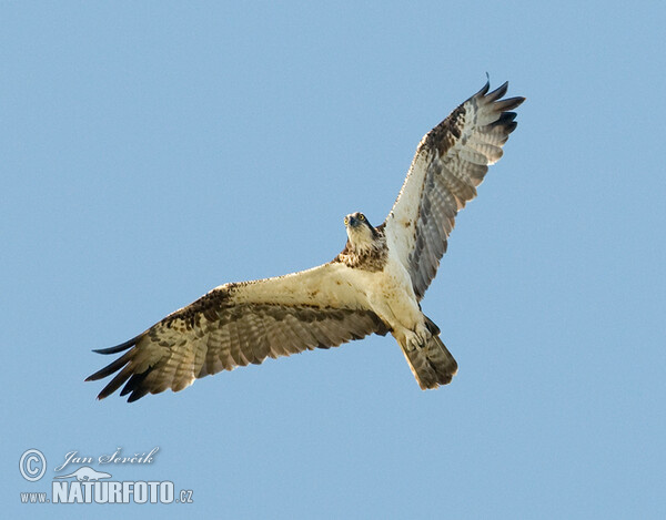 Fischadler (Pandion haliaetus)