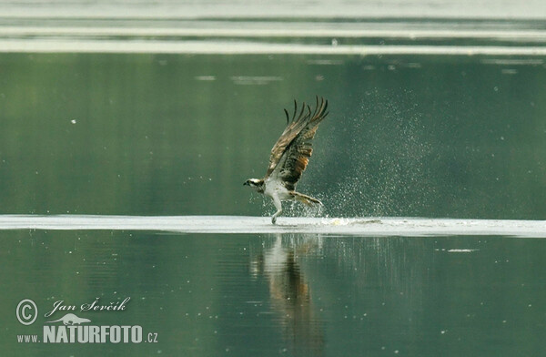 Fischadler (Pandion haliaetus)