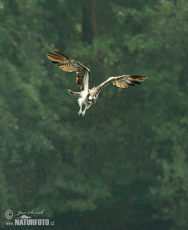 Fischadler (Pandion haliaetus)