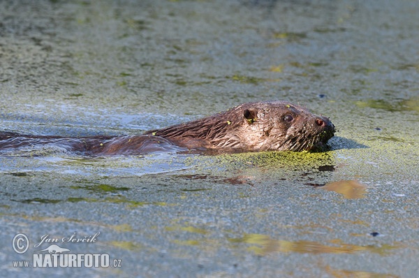 Fischotter (Lutra lutra)