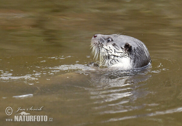 Fischotter (Lutra lutra)