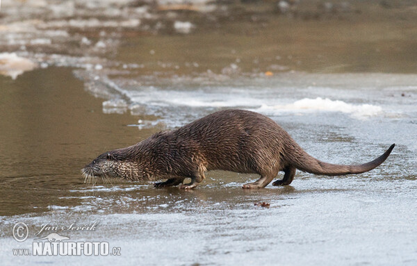 Fischotter (Lutra lutra)