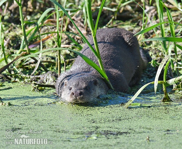 Fischotter (Lutra lutra)