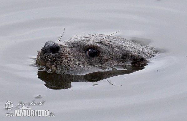 Fischotter (Lutra lutra)