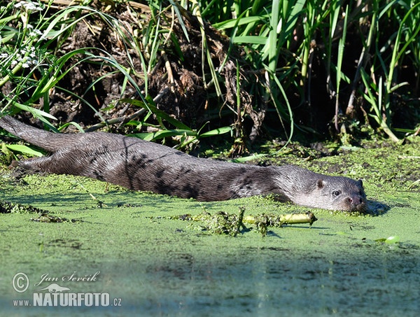 Fischotter (Lutra lutra)