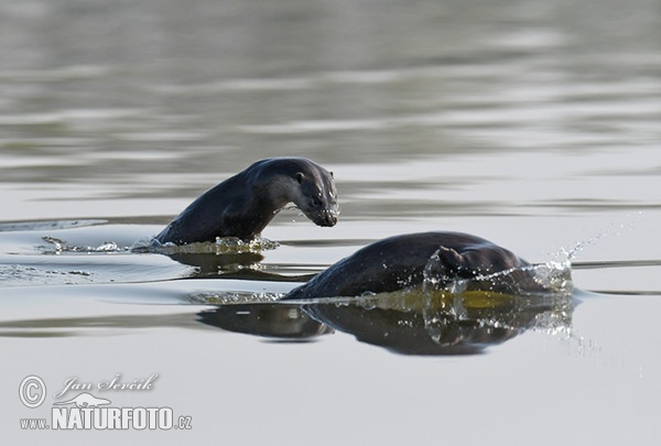 Fischotter (Lutra lutra)