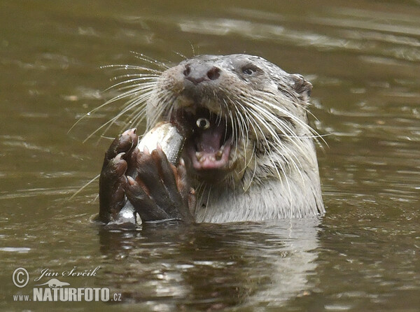 Fischotter (Lutra lutra)