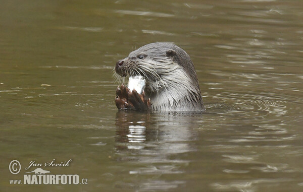 Fischotter (Lutra lutra)