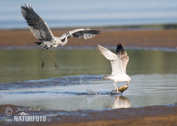 Fischreiher (Ardea cinerea, Larus cachinnans)