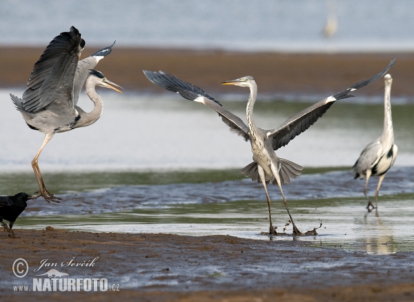 Fischreiher (Ardea cinerea)