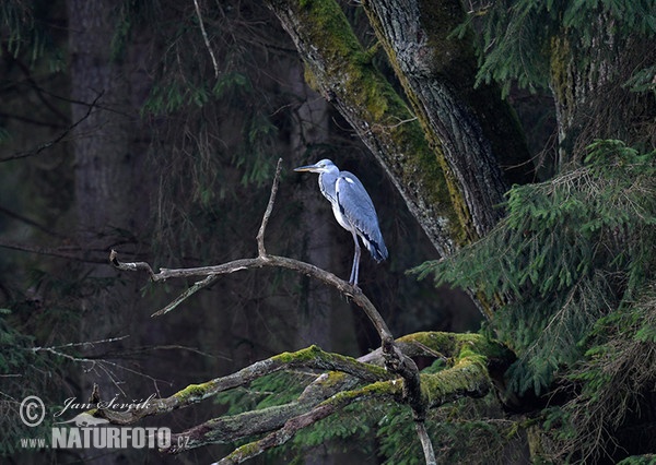 Fischreiher (Ardea cinerea)