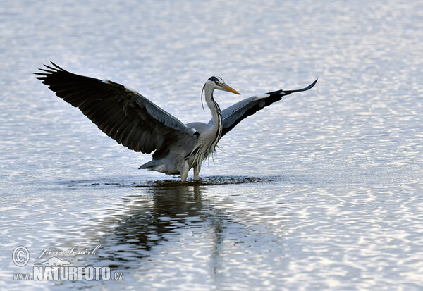 Fischreiher (Ardea cinerea)