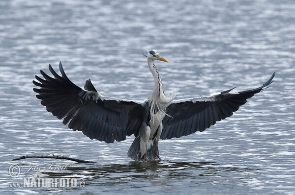 Fischreiher (Ardea cinerea)