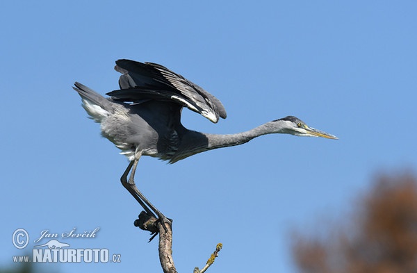 Fischreiher (Ardea cinerea)