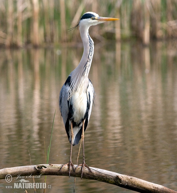 Fischreiher (Ardea cinerea)