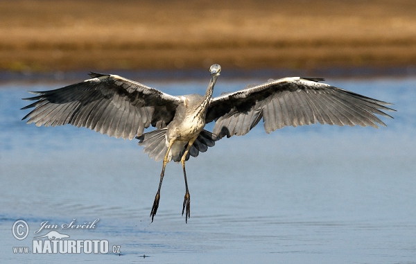 Fischreiher (Ardea cinerea)