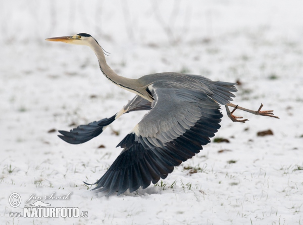 Fischreiher (Ardea cinerea)