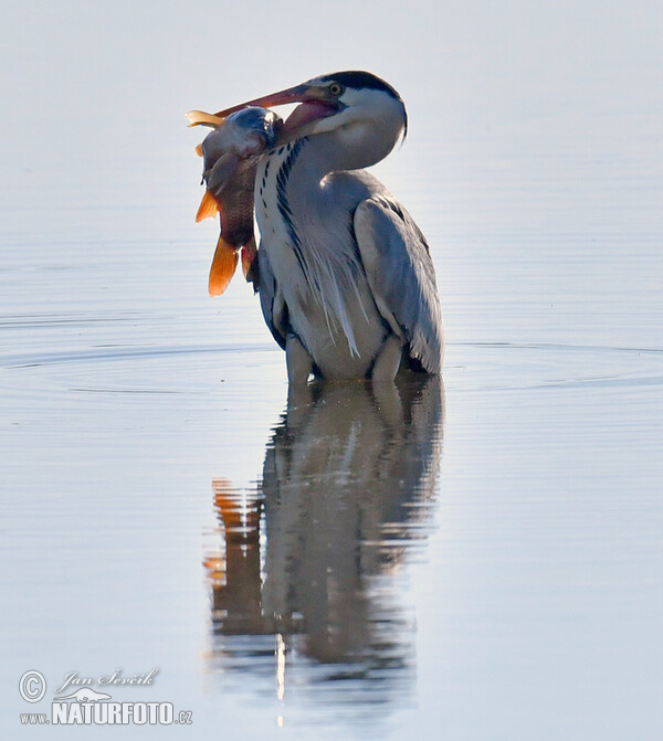 Fischreiher (Ardea cinerea)