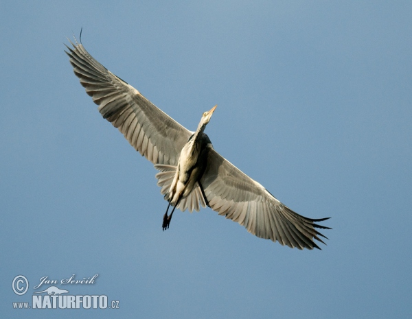 Fischreiher (Ardea cinerea)