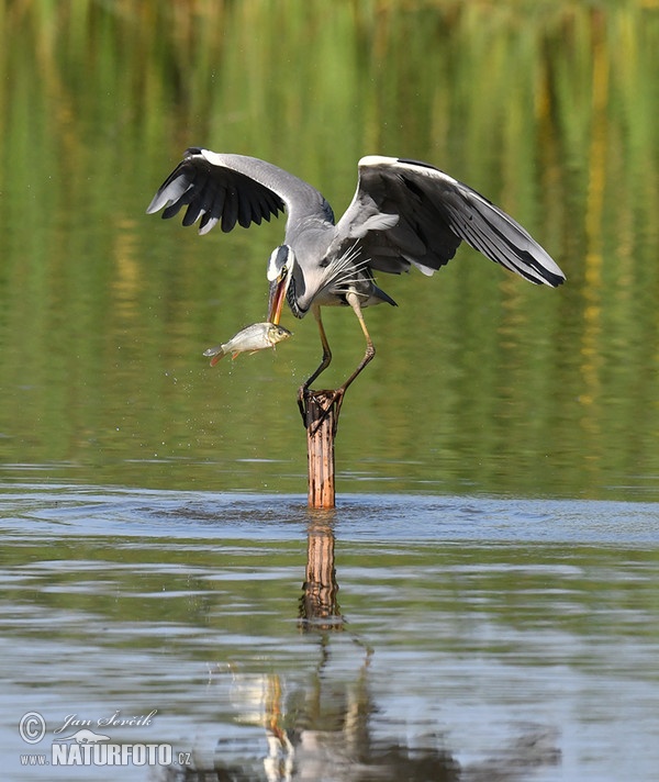 Fischreiher (Ardea cinerea)