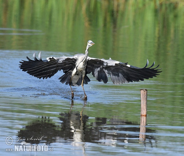 Fischreiher (Ardea cinerea)