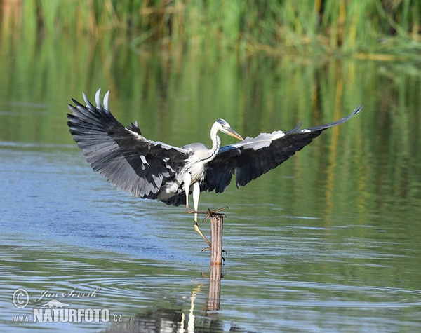 Fischreiher (Ardea cinerea)